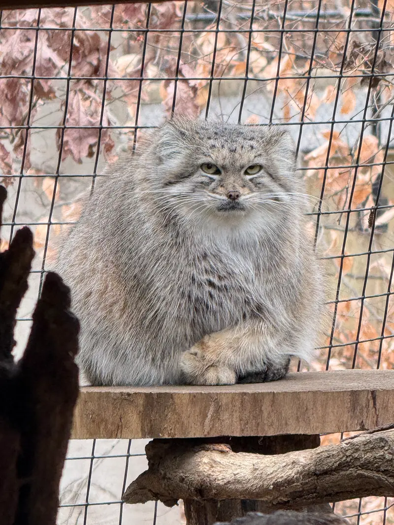 A photograph of Akar in Smithsonian&#039;s National Zoo