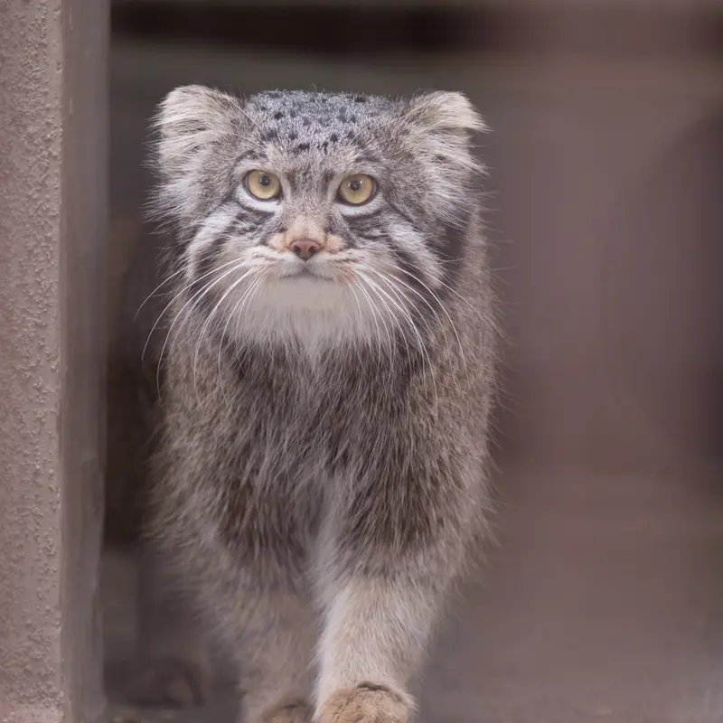 A photograph of Figa in Nogeyama Zoo