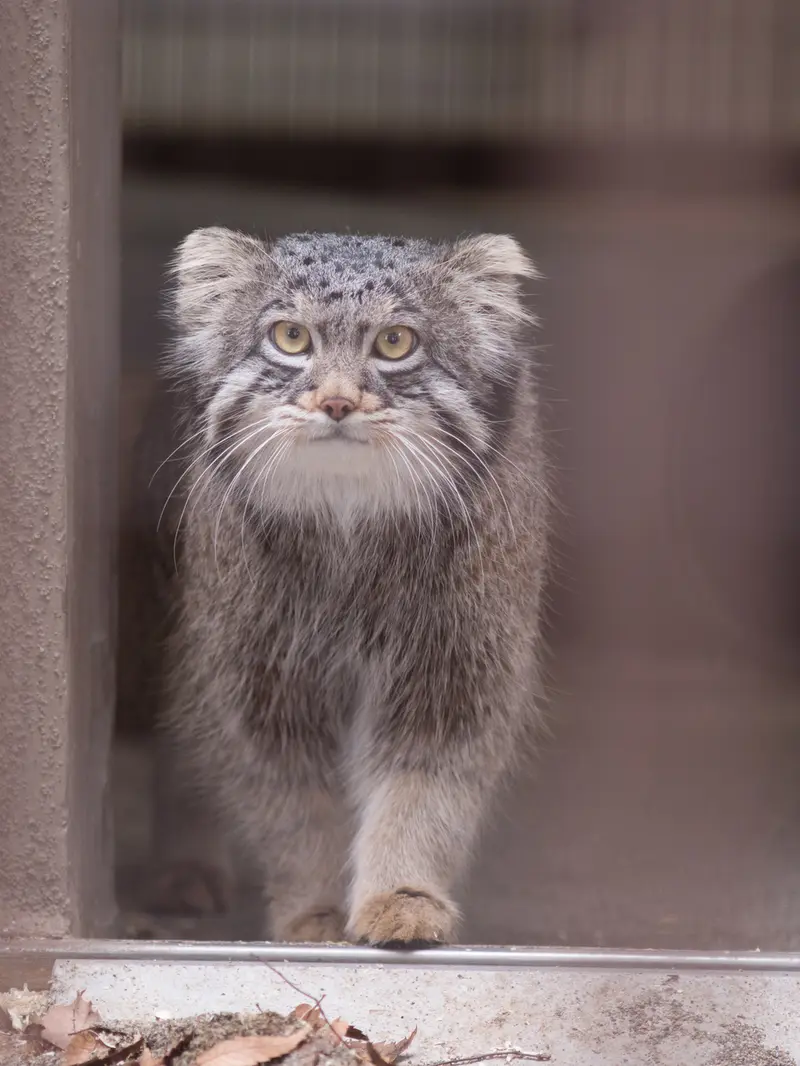 A photograph of Figa in Nogeyama Zoo