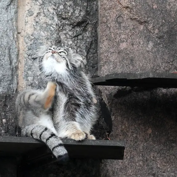 A photograph of a Pallas's cat in Moscow zoo