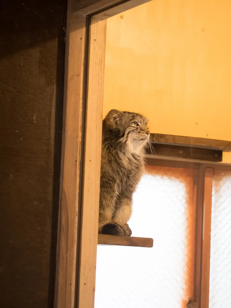 A photograph of Oto in Saitama Children's Zoo