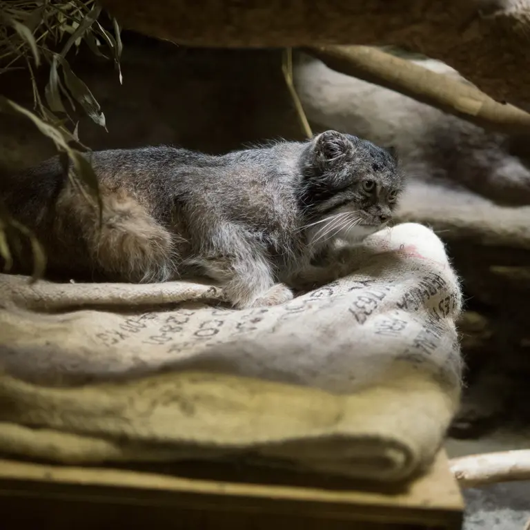 A photograph of Klyon in Ueno Zoological Gardens
