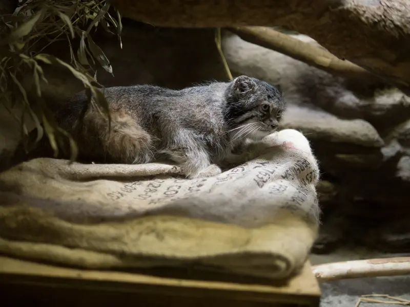 A photograph of Klyon in Ueno Zoological Gardens