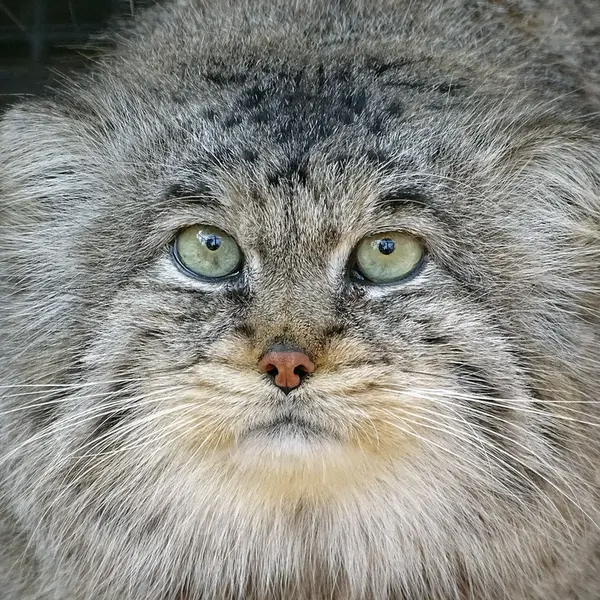 A photograph of Bjorn in Riga Zoo