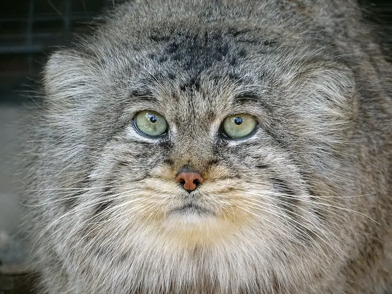 A photograph of Bjorn in Riga Zoo