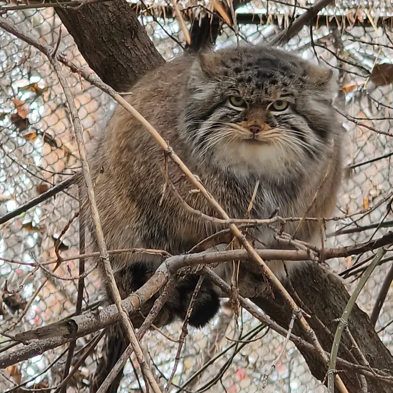 A photograph of Zosya in Novosibirsk Zoo
