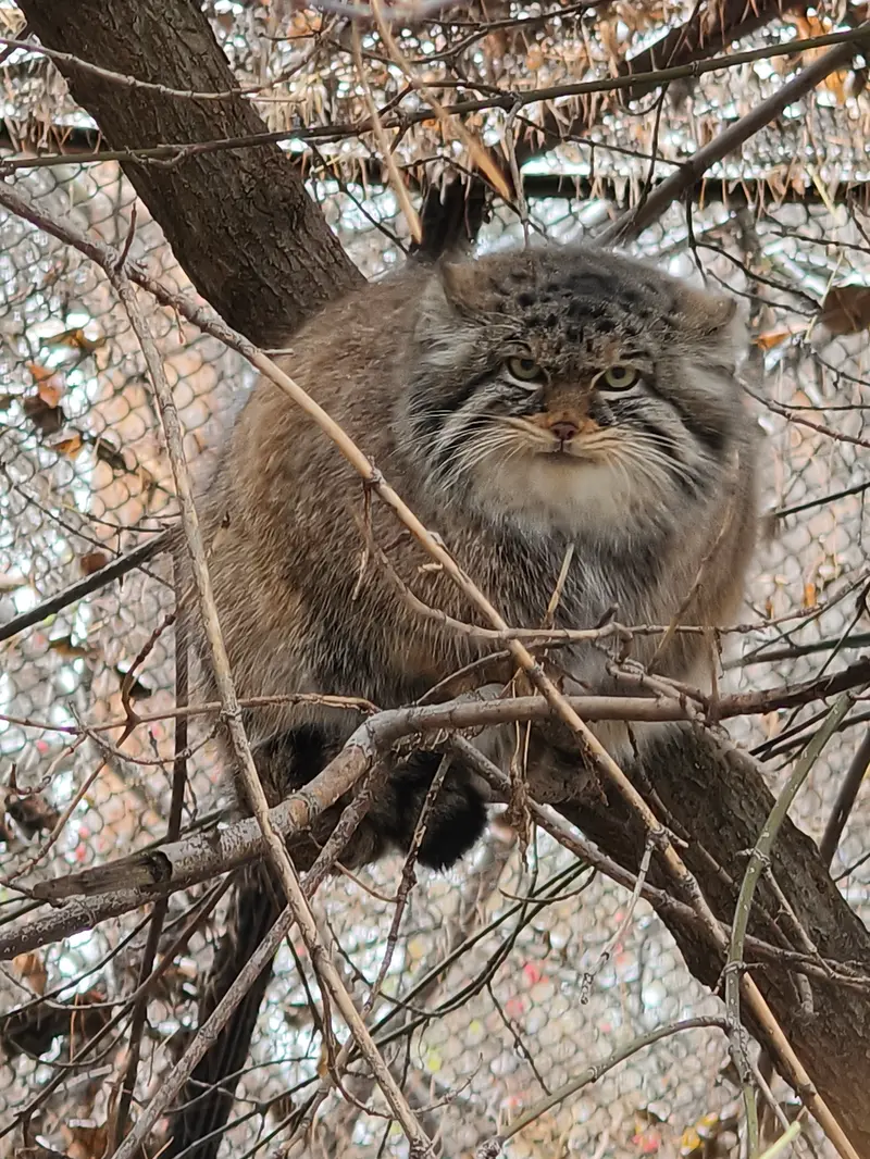A photograph of Zosya in Novosibirsk Zoo