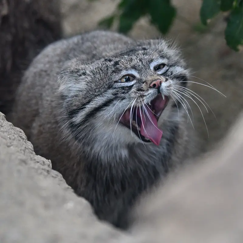 A photograph of Nar in Kobe Animal Kingdom