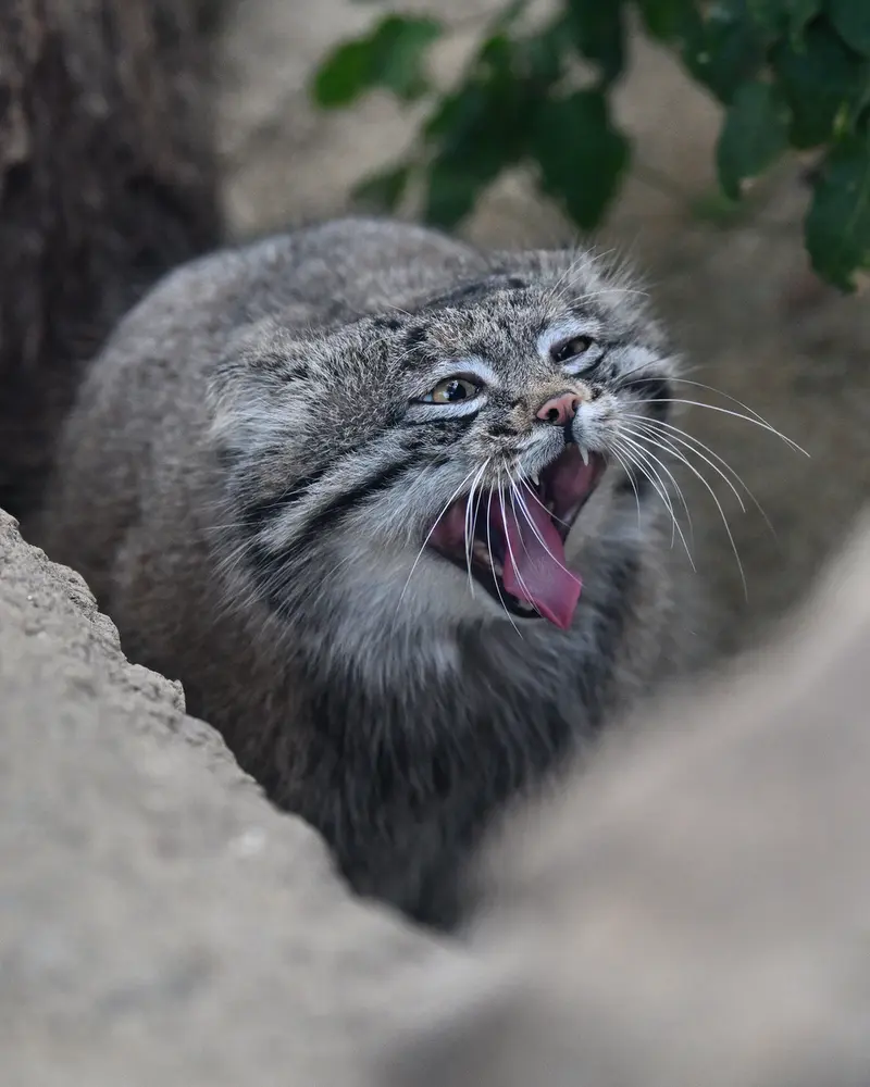 A photograph of Nar in Kobe Animal Kingdom
