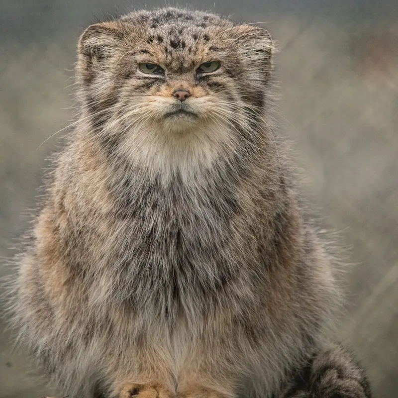 A photograph of Jochi in Howletts Wild Animal Park