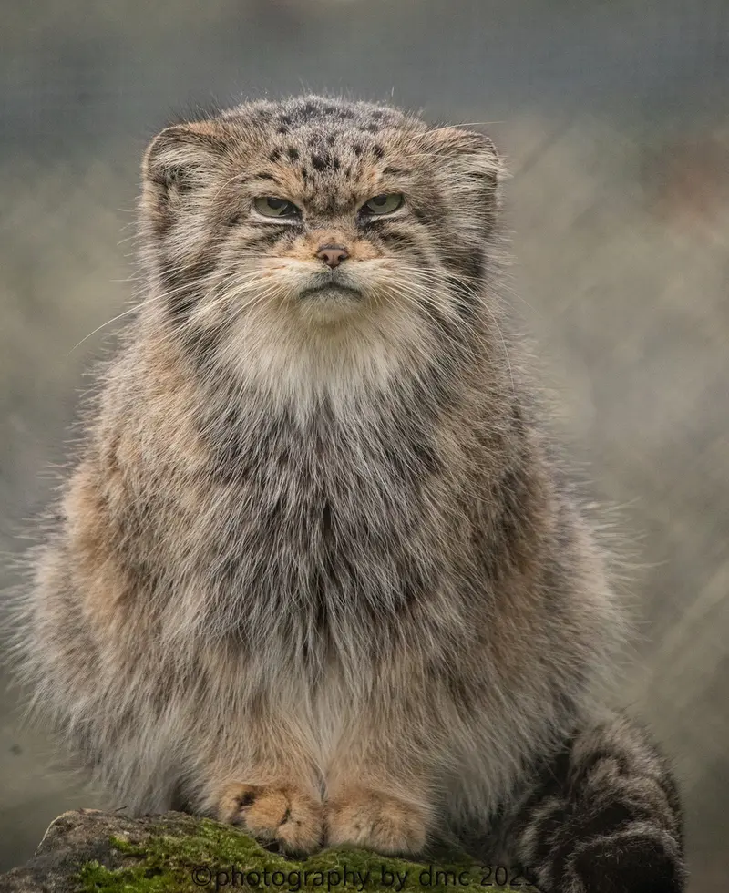 A photograph of Jochi in Howletts Wild Animal Park
