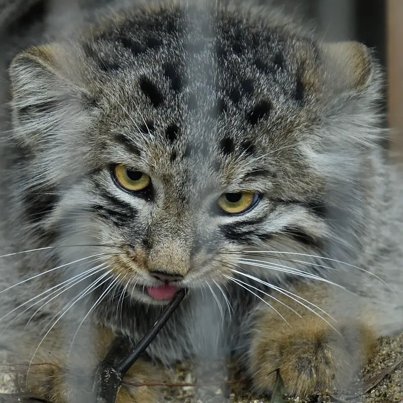 A photograph of a Pallas&#039;s cat in Higashiyama Zoo and Botanical Gardens