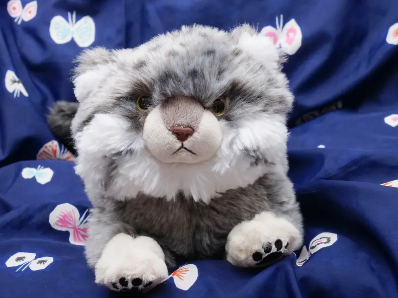 A photograph of a Pallas's cat
