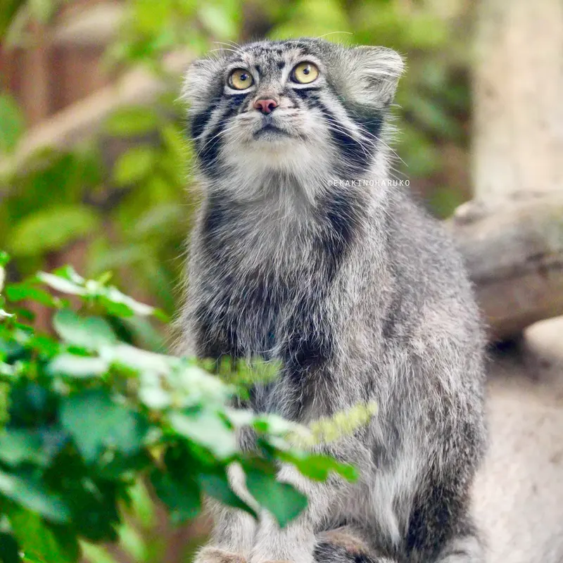 A photograph of Nar in Kobe Animal Kingdom
