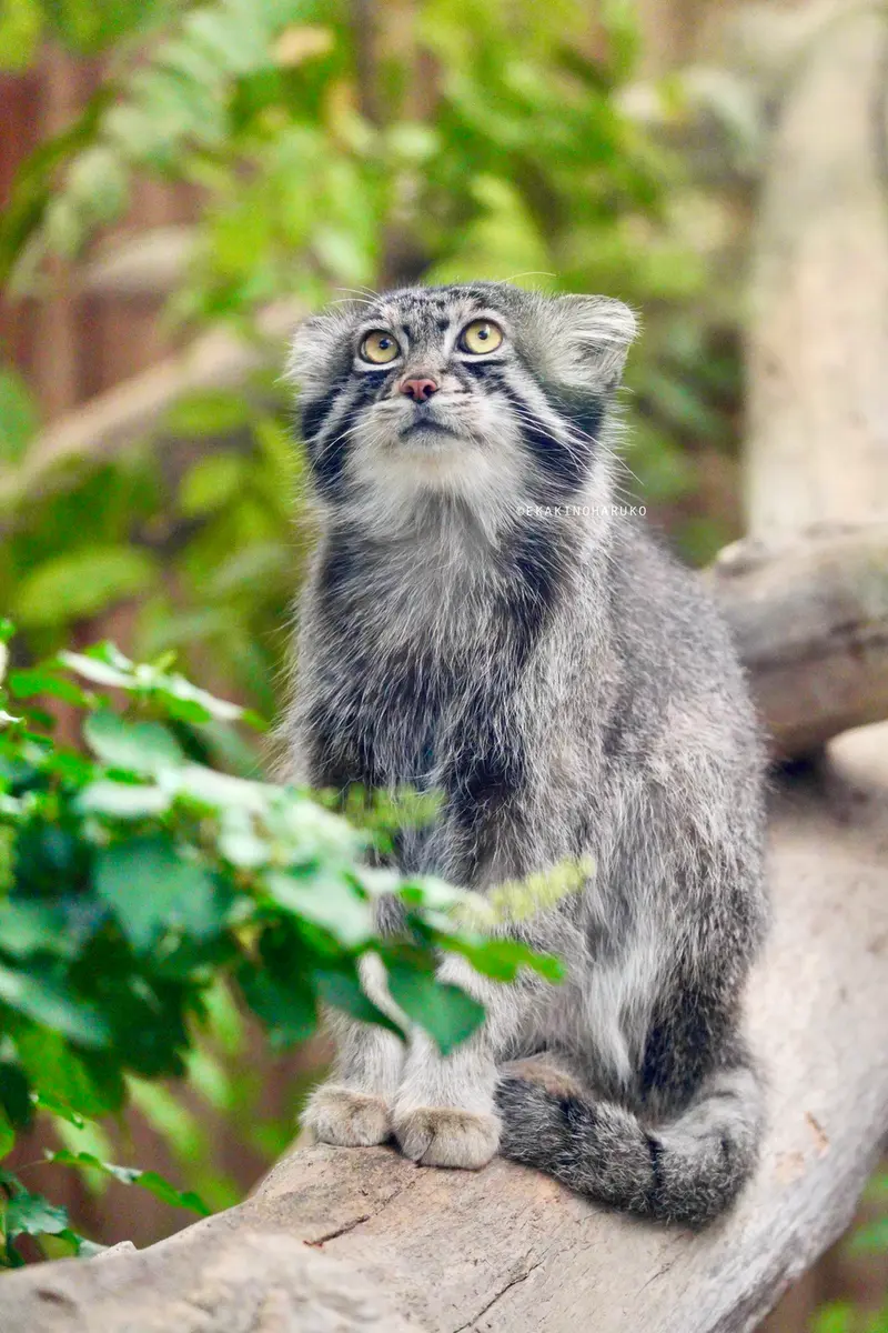 A photograph of Nar in Kobe Animal Kingdom