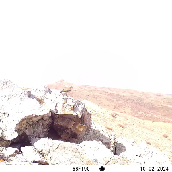 A photograph of a Pallas&#039;s cat from Besshoky 1 camera trap