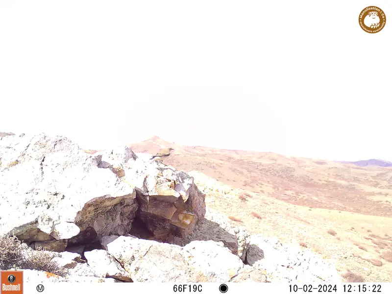 A photograph of a Pallas&#039;s cat from Besshoky 1 camera trap