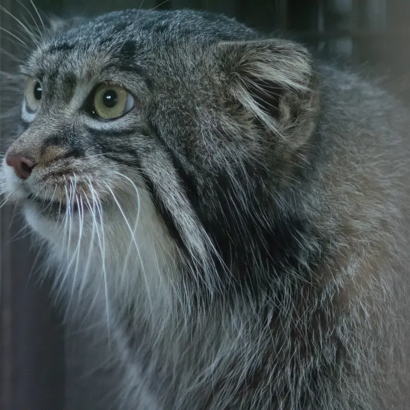 A photograph of Figa in Nogeyama Zoo