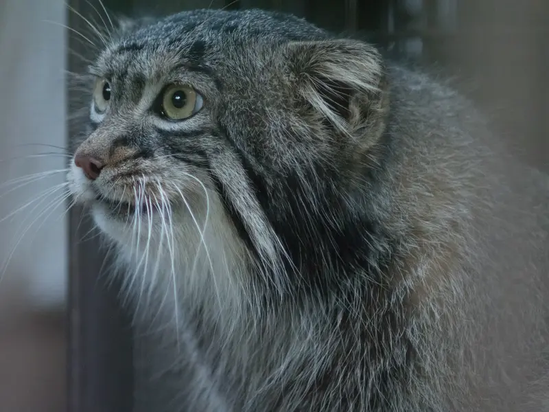 A photograph of Figa in Nogeyama Zoo