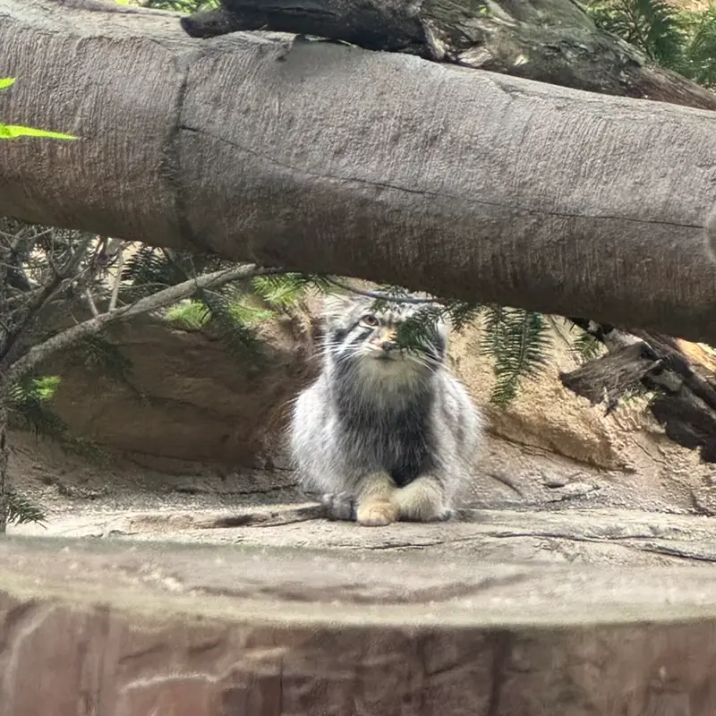 A photograph of Nagomu in Nasu Animal Kingdom