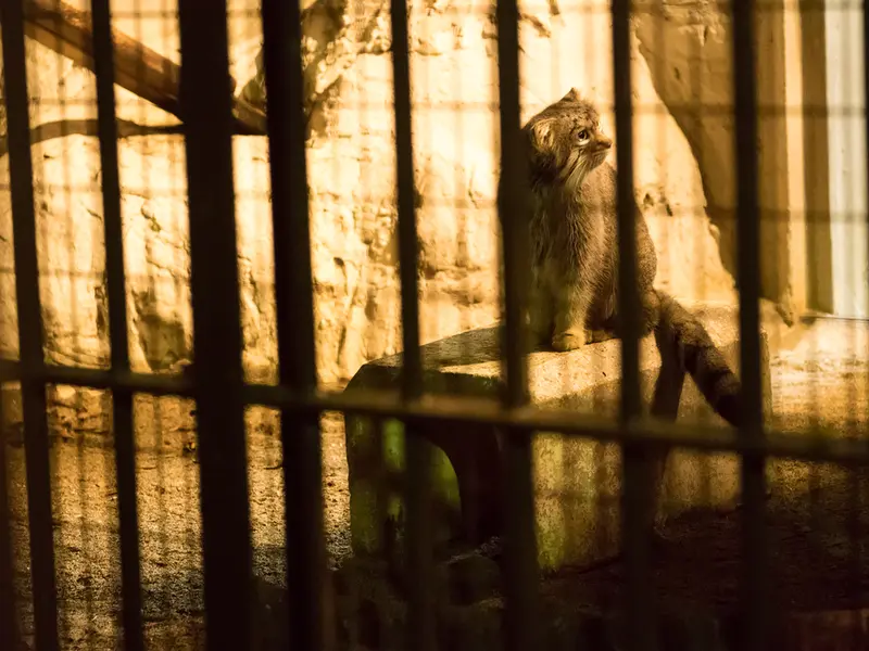 A photograph of Figa in Nogeyama Zoo