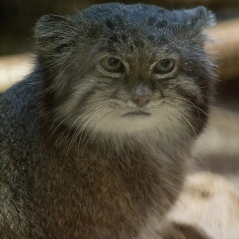 A photograph of Klyon in Ueno Zoological Gardens