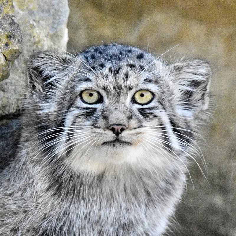 Zaya the Pallas's cat from Port Lympne Wild Animal Park