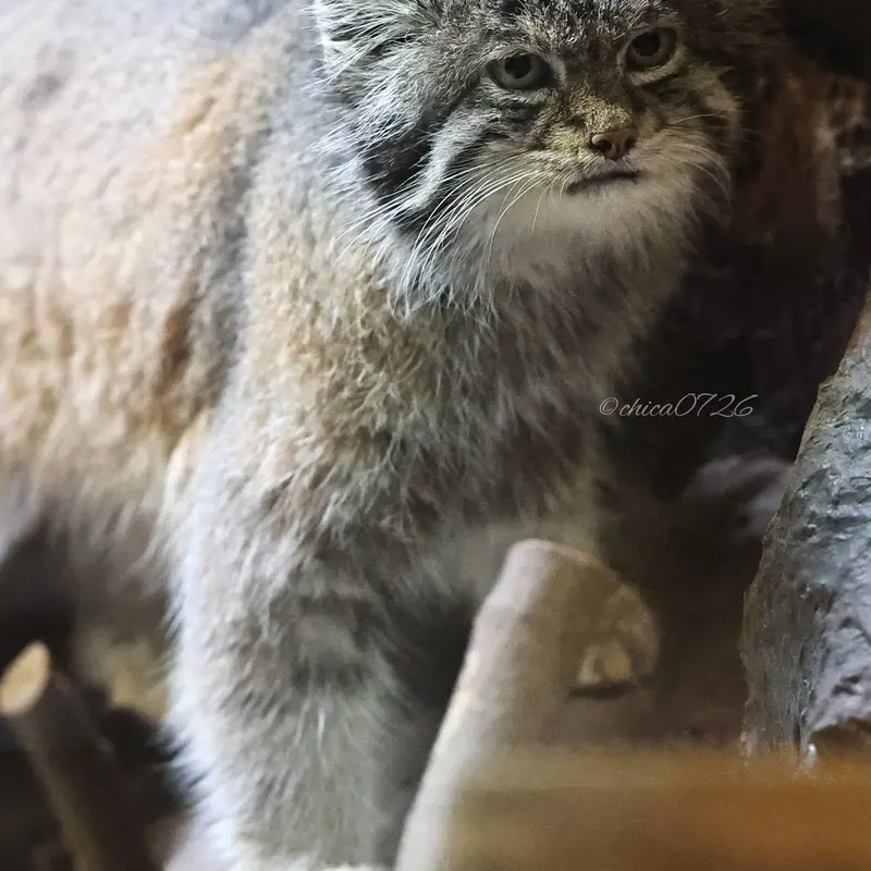 A photograph of Klyon in Ueno Zoological Gardens