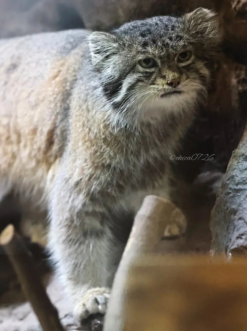 A photograph of Klyon in Ueno Zoological Gardens