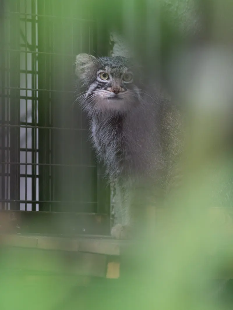 A photograph of Figa in Nogeyama Zoo