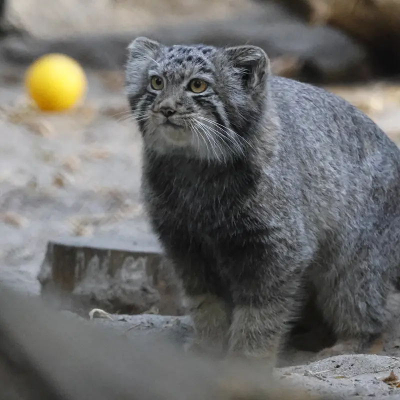 A photograph of a Pallas's cat