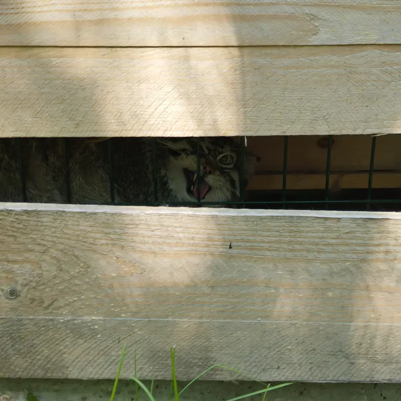 A photograph of Chip in Barnaul zoo “Lesnaya skazka”