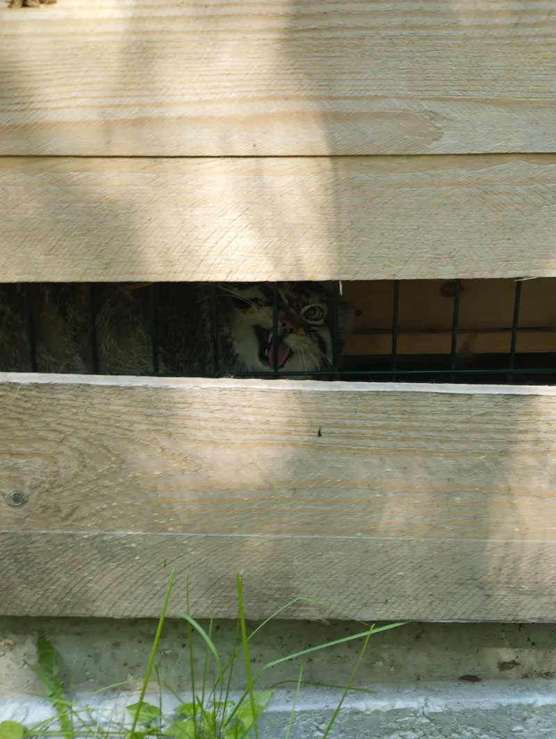 A photograph of Chip in Barnaul zoo “Lesnaya skazka”