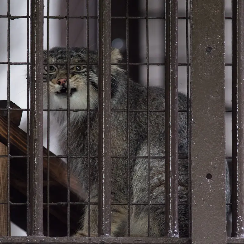 A photograph of Figa in Nogeyama Zoo