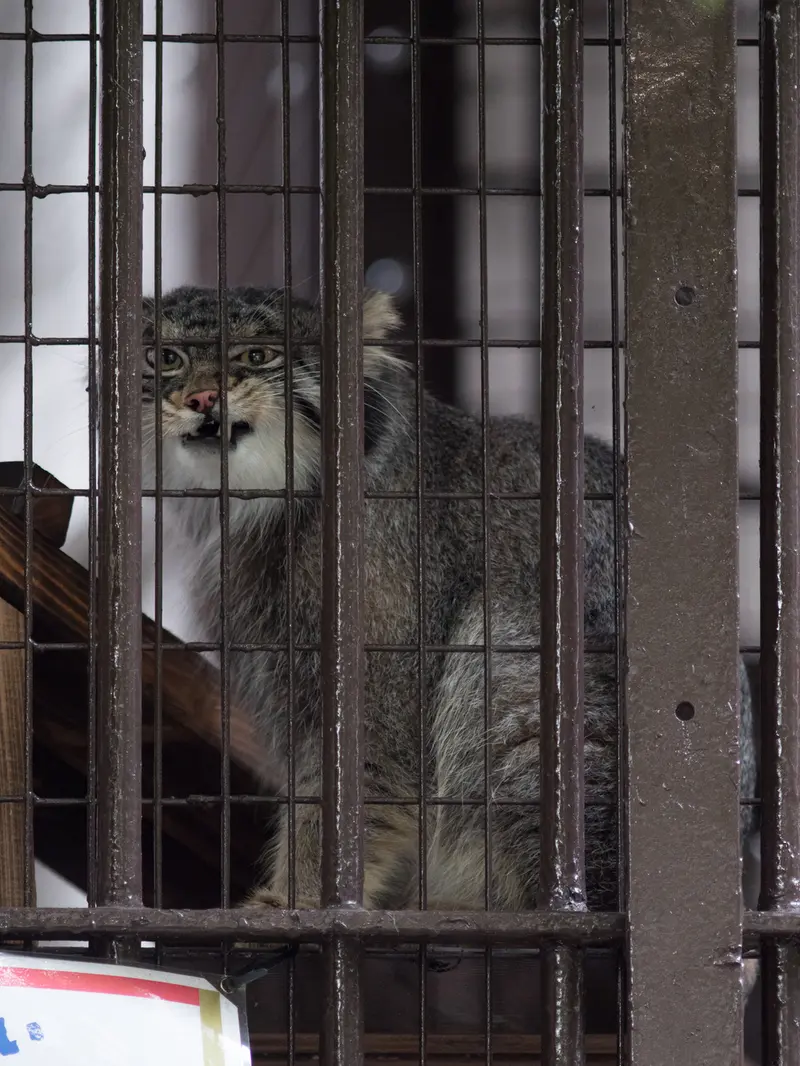 A photograph of Figa in Nogeyama Zoo