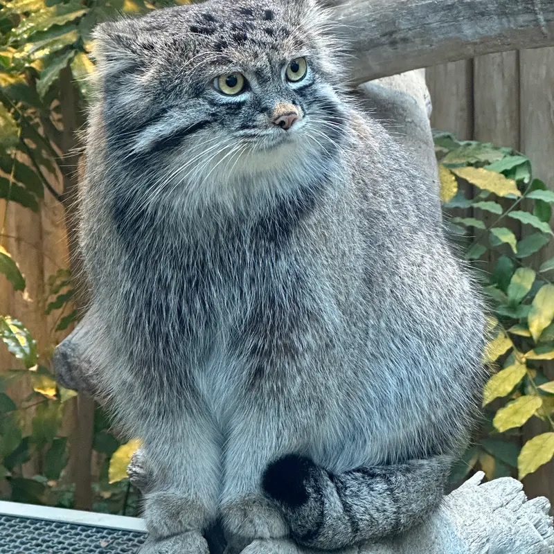 A photograph of Nar in Kobe Animal Kingdom