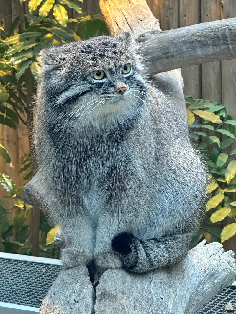 A photograph of Nar in Kobe Animal Kingdom