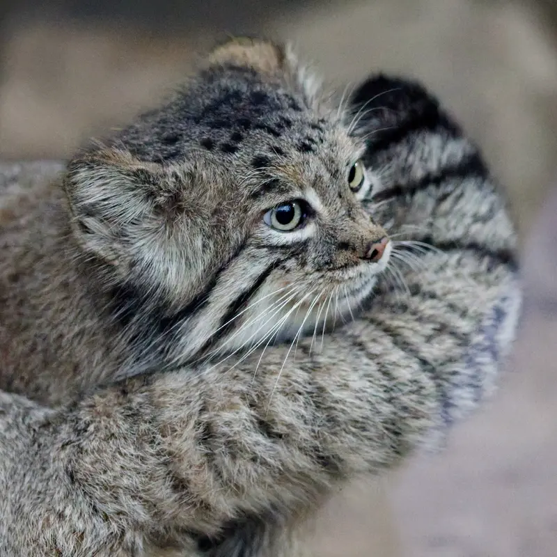 A photograph of Az in Kobe Animal Kingdom