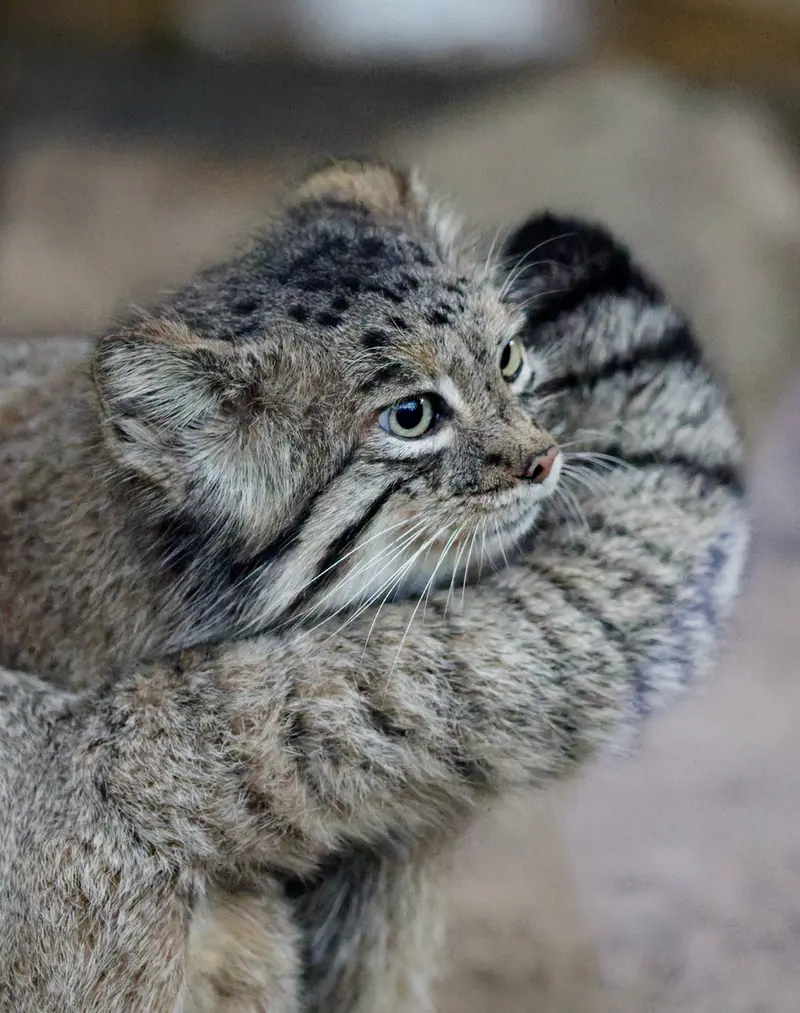 A photograph of Az in Kobe Animal Kingdom