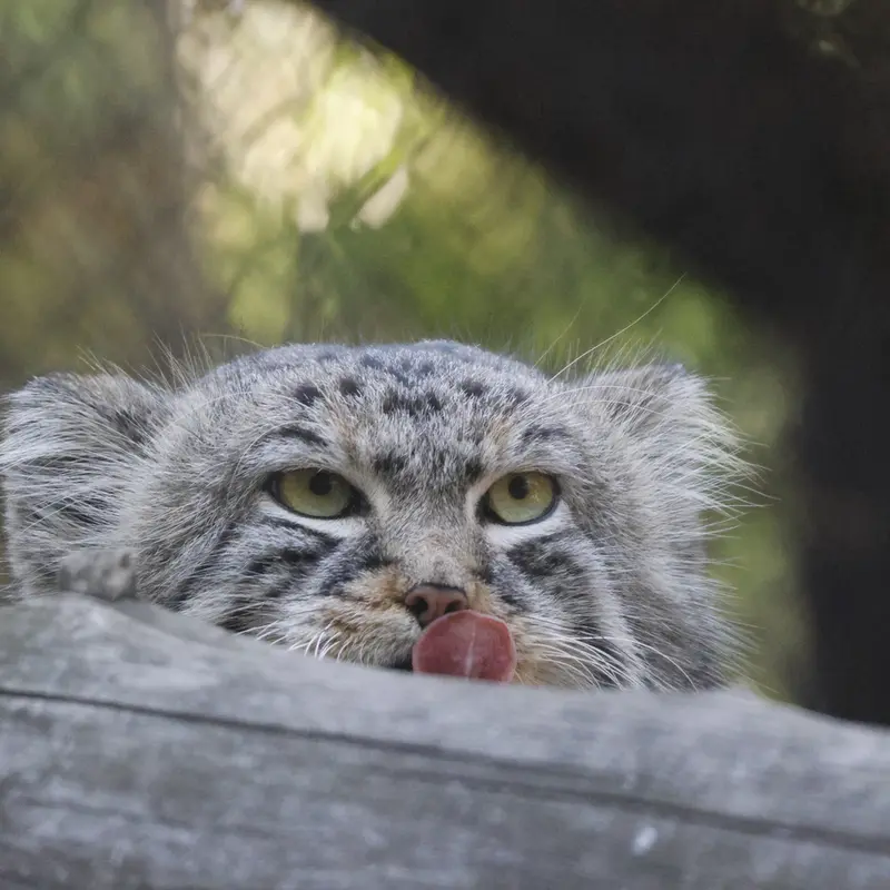 A photograph of Ruf in Novosibirsk Zoo