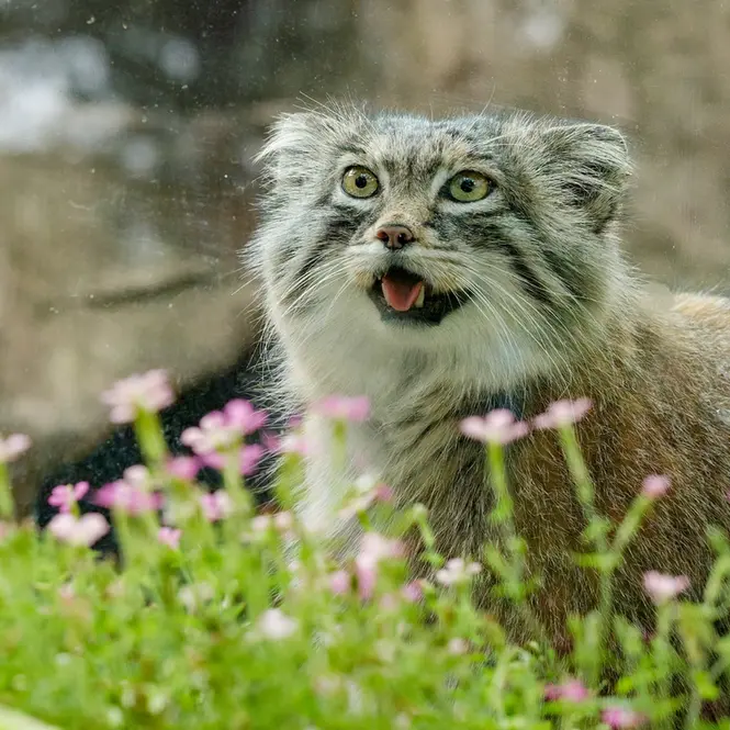 A photograph of Oliva in Saitama Children's Zoo
