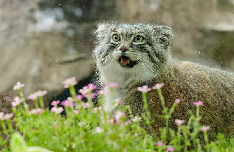 A photograph of Oliva in Saitama Children's Zoo