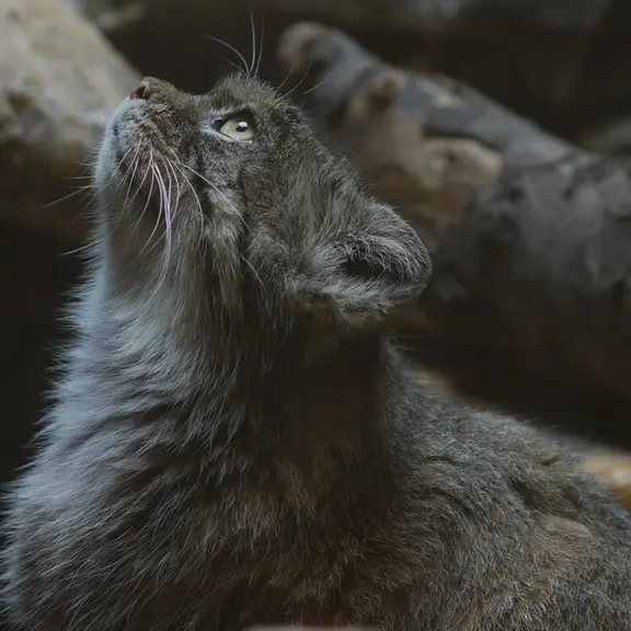 A photograph of a Pallas's cat in Ueno Zoological Gardens