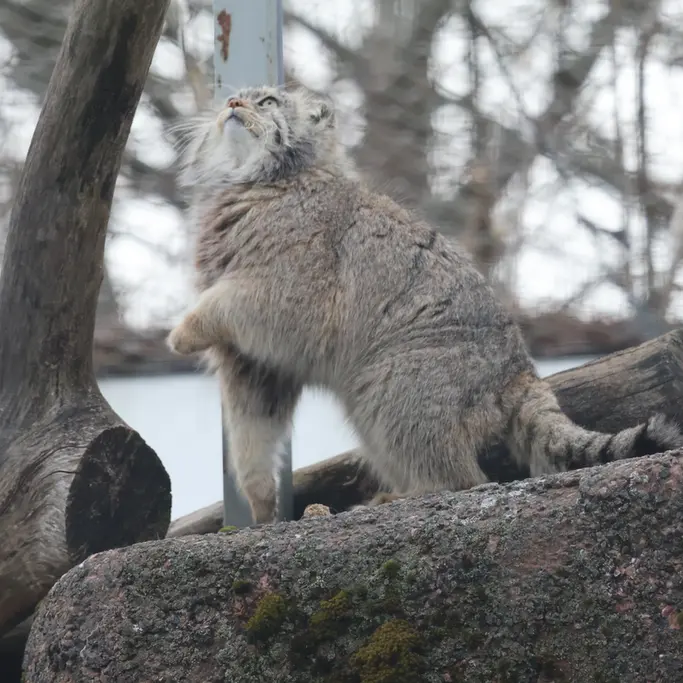 A photograph of a Pallas's cat
