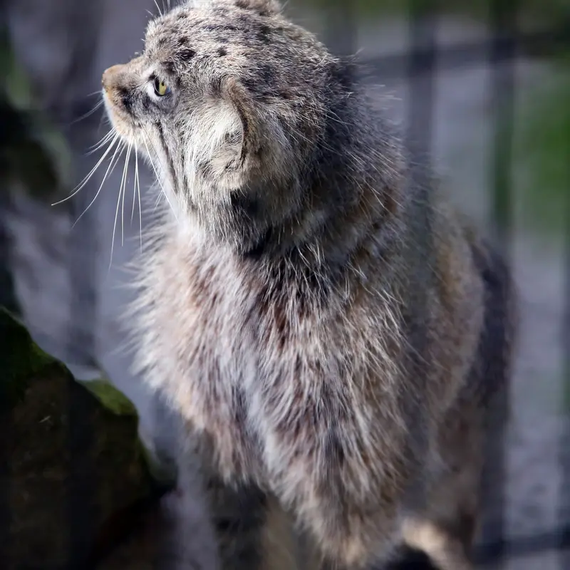 A photograph of Tsas in Kraków Zoo