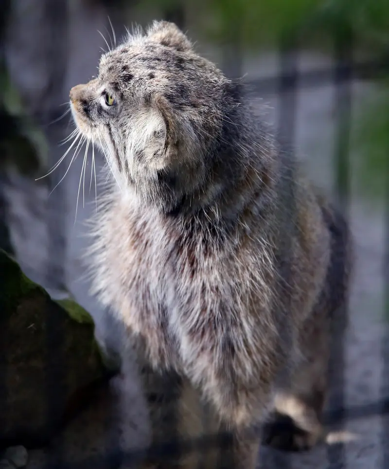 A photograph of Tsas in Kraków Zoo