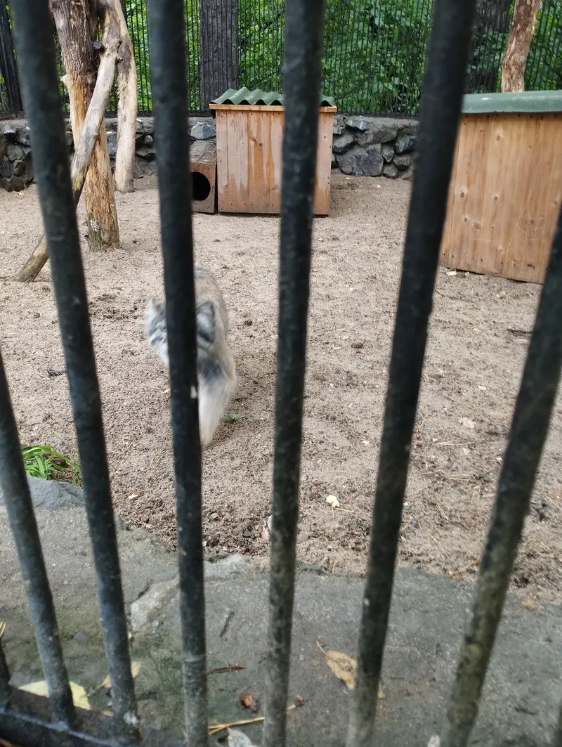 A photograph of a Pallas's cat in Novosibirsk Zoo