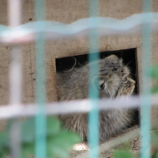 A photograph of Manuela in Magdeburg Zoo