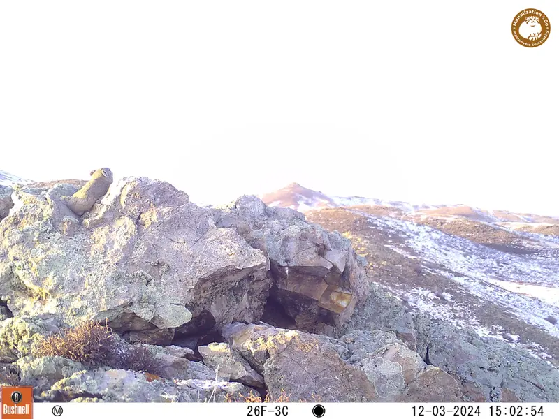 A photograph of Pika from Besshoky 1 camera trap