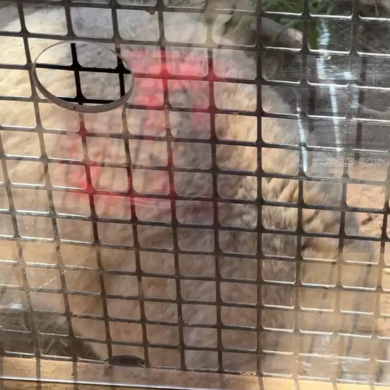 A photograph of a Pallas's cat